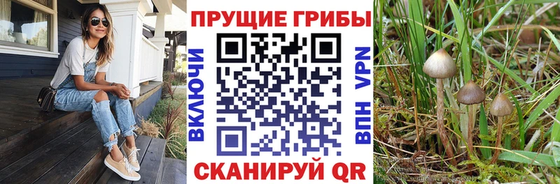 Псилоцибиновые грибы Psilocybe Макарьев